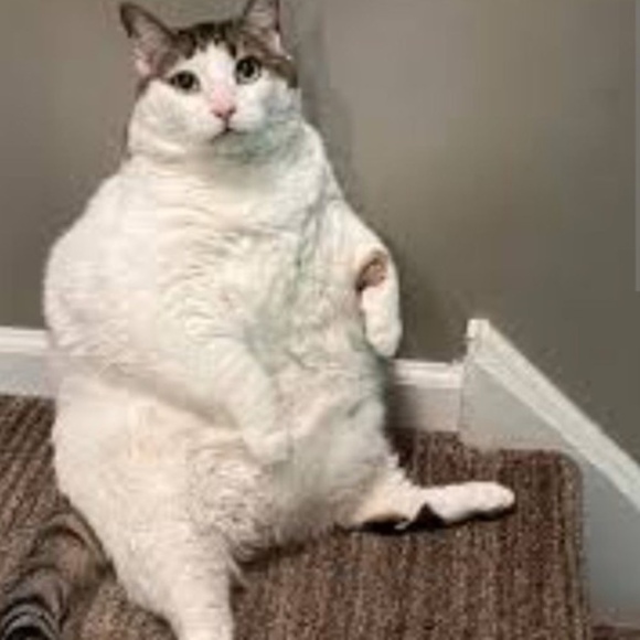 fatahcat